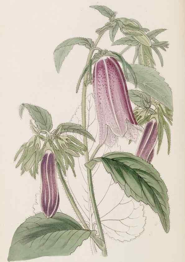 Reproducción/Reproduction 8407968267: Edwards's botanical register.. London :James Ridgway,1829-1847.