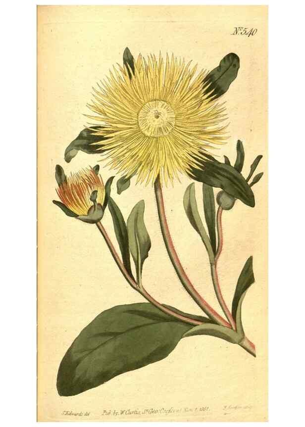 Reproducción/Reproduction 8414363666: Curtis's botanical magazine.. London ;New York [etc.] :Academic Press [etc.]