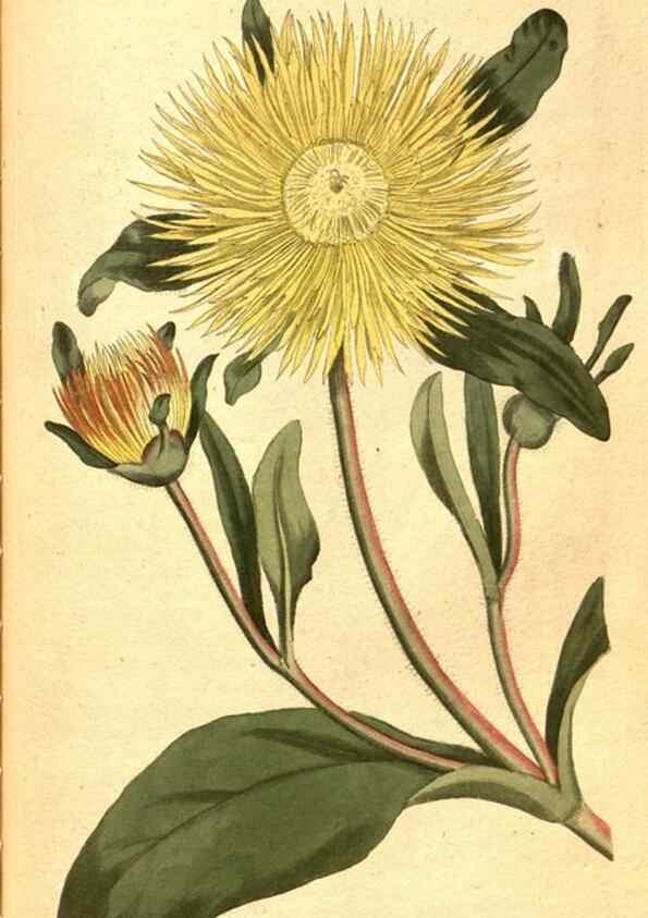 Reproducción/Reproduction 8414363666: Curtis's botanical magazine.. London ;New York [etc.] :Academic Press [etc.]