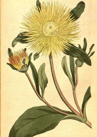 Reproducción/Reproduction 8414363666: Curtis's botanical magazine.. London ;New York [etc.] :Academic Press [etc.]