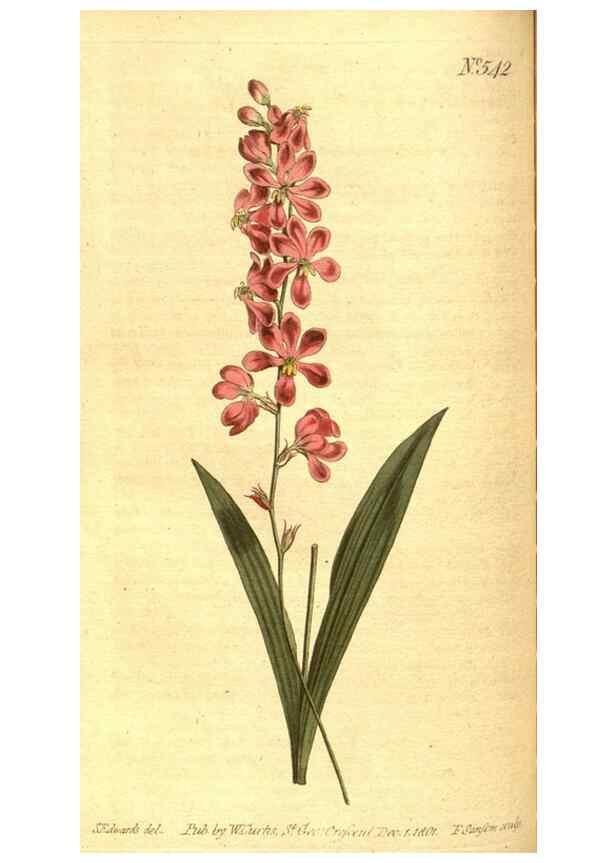 Reproducción/Reproduction 8413266489: Curtis's botanical magazine.. London ;New York [etc.] :Academic Press [etc.]