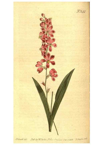 Reproducción/Reproduction 8413266489: Curtis's botanical magazine.. London ;New York [etc.] :Academic Press [etc.]