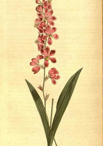 Reproducción/Reproduction 8413266489: Curtis's botanical magazine.. London ;New York [etc.] :Academic Press [etc.]