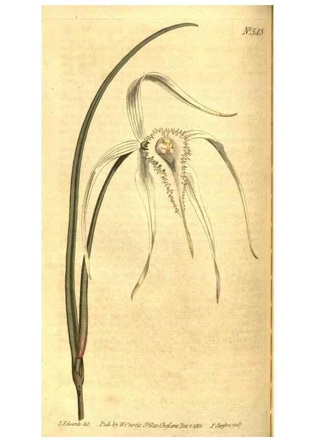 Reproducción/Reproduction 8413267161: Curtis's botanical magazine.. London ;New York [etc.] :Academic Press [etc.]