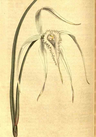 Reproducción/Reproduction 8413267161: Curtis's botanical magazine.. London ;New York [etc.] :Academic Press [etc.]