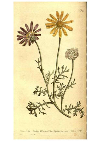 Reproducción/Reproduction 8413268213: Curtis's botanical magazine.. London ;New York [etc.] :Academic Press [etc.]