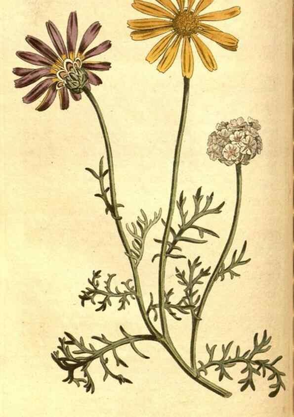 Reproducción/Reproduction 8413268213: Curtis's botanical magazine.. London ;New York [etc.] :Academic Press [etc.]
