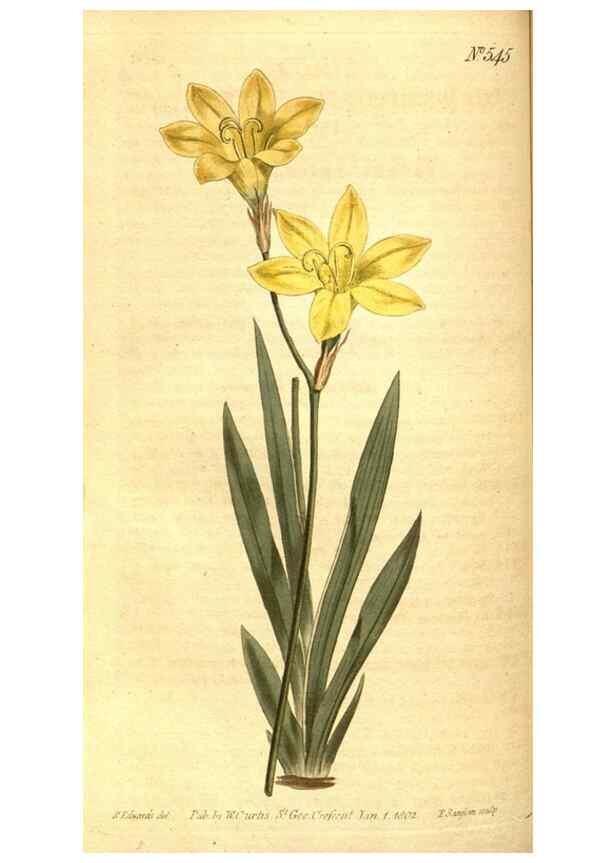Reproducción/Reproduction 8414367188: Curtis's botanical magazine.. London ;New York [etc.] :Academic Press [etc.]
