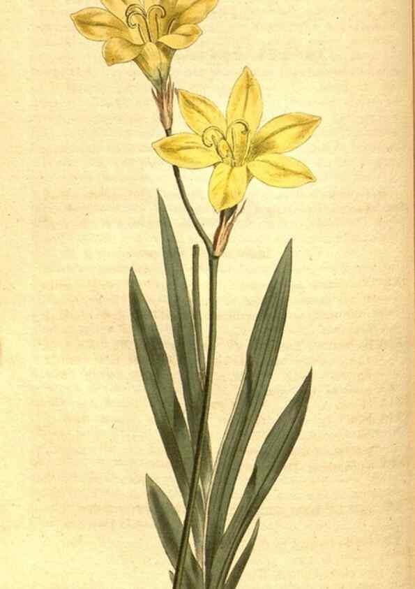 Reproducción/Reproduction 8414367188: Curtis's botanical magazine.. London ;New York [etc.] :Academic Press [etc.]
