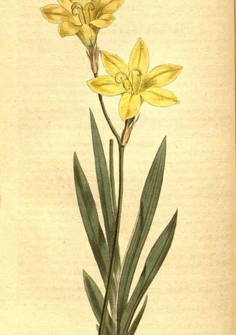 Reproducción/Reproduction 8414367188: Curtis's botanical magazine.. London ;New York [etc.] :Academic Press [etc.]