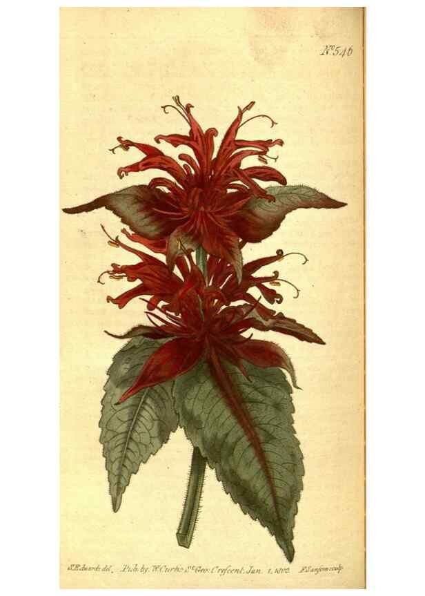Reproducción/Reproduction 8414367794: Curtis's botanical magazine.. London ;New York [etc.] :Academic Press [etc.]