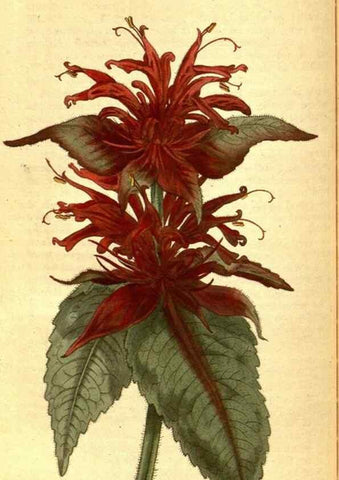 Reproducción/Reproduction 8414367794: Curtis's botanical magazine.. London ;New York [etc.] :Academic Press [etc.]