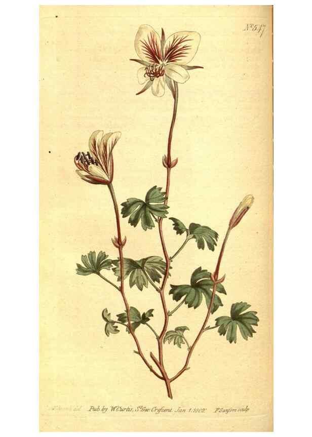 Reproducción/Reproduction 8414368426: Curtis's botanical magazine.. London ;New York [etc.] :Academic Press [etc.]