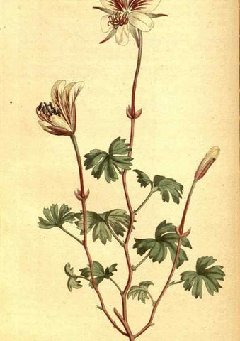 Reproducción/Reproduction 8414368426: Curtis's botanical magazine.. London ;New York [etc.] :Academic Press [etc.]