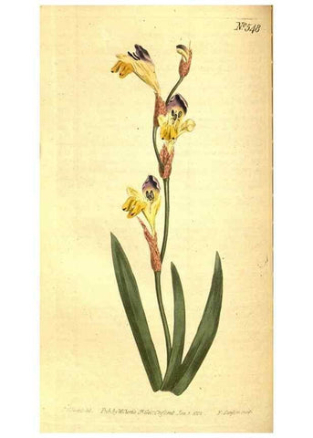 Reproducción/Reproduction 8414369508: Curtis's botanical magazine.. London ;New York [etc.] :Academic Press [etc.]