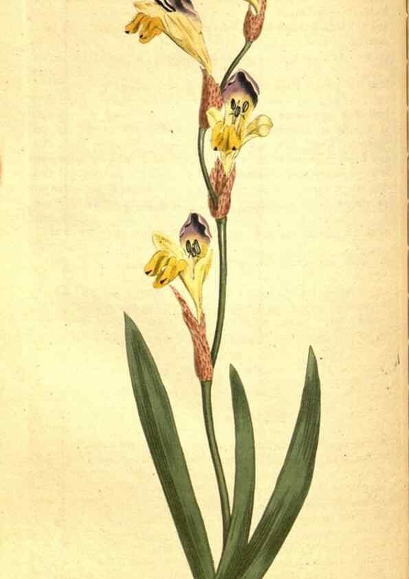 Reproducción/Reproduction 8414369508: Curtis's botanical magazine.. London ;New York [etc.] :Academic Press [etc.]