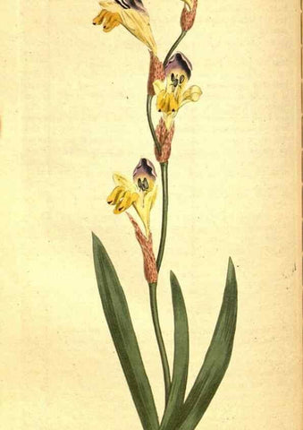 Reproducción/Reproduction 8414369508: Curtis's botanical magazine.. London ;New York [etc.] :Academic Press [etc.]