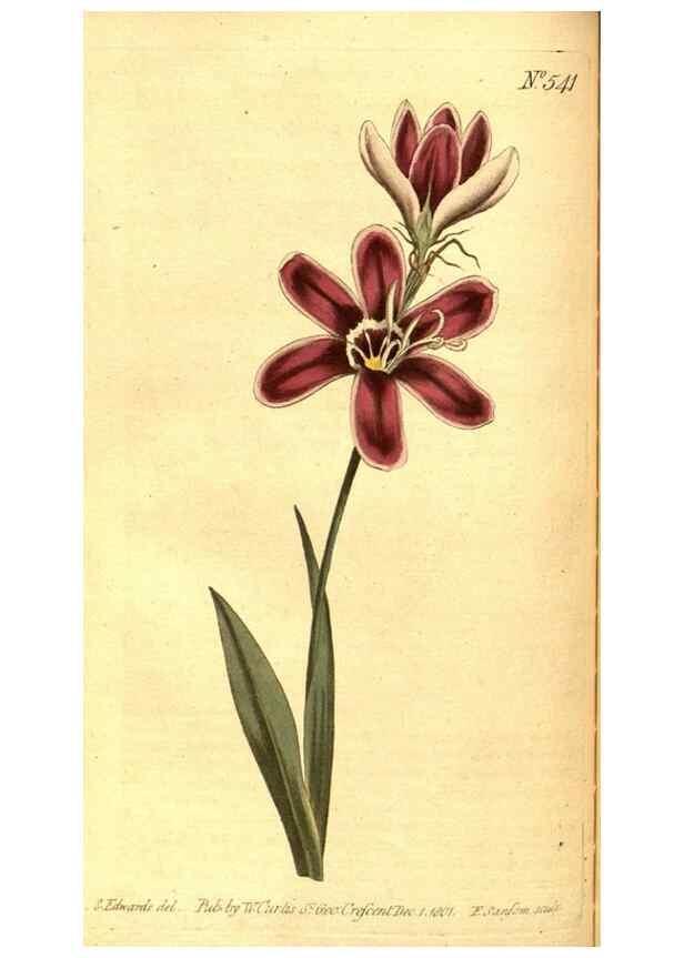 Reproducción/Reproduction 8413265869: Curtis's botanical magazine.. London ;New York [etc.] :Academic Press [etc.]