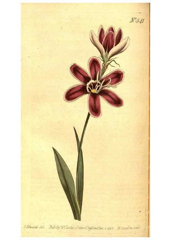 Reproducción/Reproduction 8413265869: Curtis's botanical magazine.. London ;New York [etc.] :Academic Press [etc.]