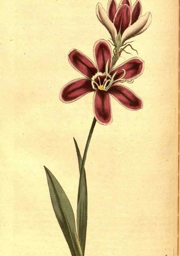 Reproducción/Reproduction 8413265869: Curtis's botanical magazine.. London ;New York [etc.] :Academic Press [etc.]