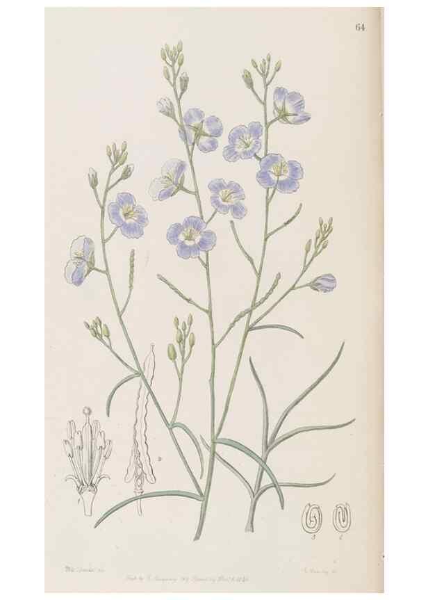 Reproducción/Reproduction 8409062928: Edwards's botanical register.. London :James Ridgway,1829-1847.