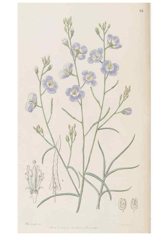 Reproducción/Reproduction 8409062928: Edwards's botanical register.. London :James Ridgway,1829-1847.