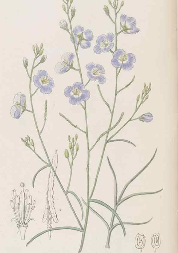 Reproducción/Reproduction 8409062928: Edwards's botanical register.. London :James Ridgway,1829-1847.