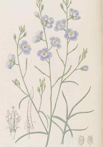 Reproducción/Reproduction 8409062928: Edwards's botanical register.. London :James Ridgway,1829-1847.