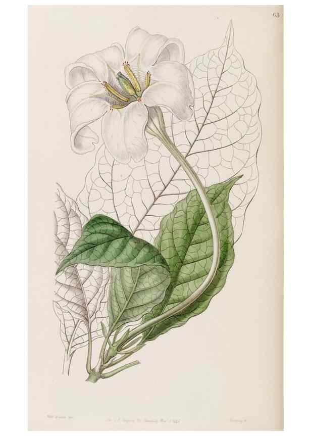 Reproducción/Reproduction 8407967461: Edwards's botanical register.. London :James Ridgway,1829-1847.