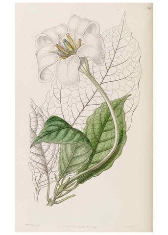 Reproducción/Reproduction 8407967461: Edwards's botanical register.. London :James Ridgway,1829-1847.