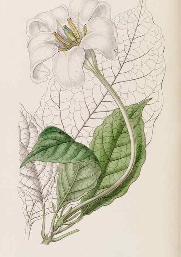 Reproducción/Reproduction 8407967461: Edwards's botanical register.. London :James Ridgway,1829-1847.