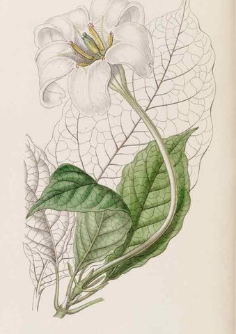 Reproducción/Reproduction 8407967461: Edwards's botanical register.. London :James Ridgway,1829-1847.