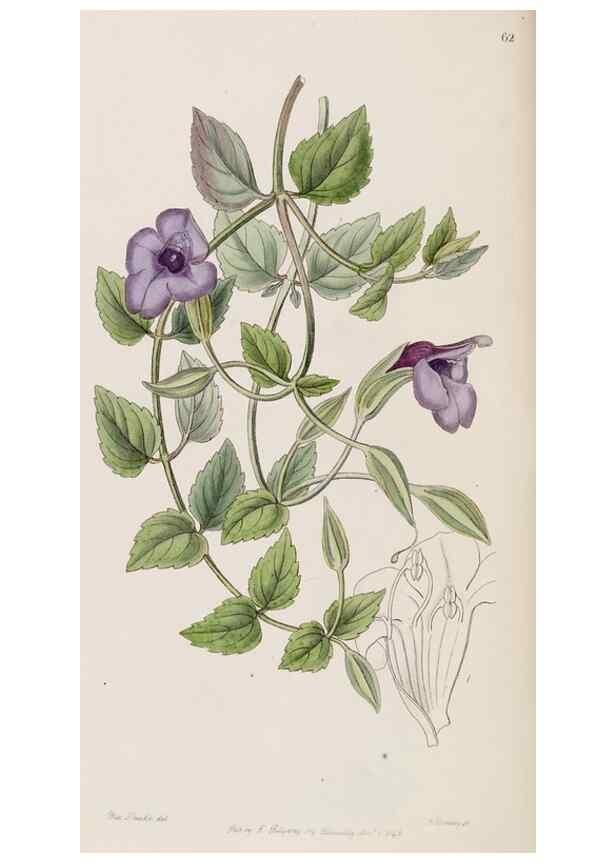 Reproducción/Reproduction 8407966933: Edwards's botanical register.. London :James Ridgway,1829-1847.