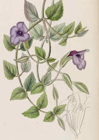 Reproducción/Reproduction 8407966933: Edwards's botanical register.. London :James Ridgway,1829-1847.