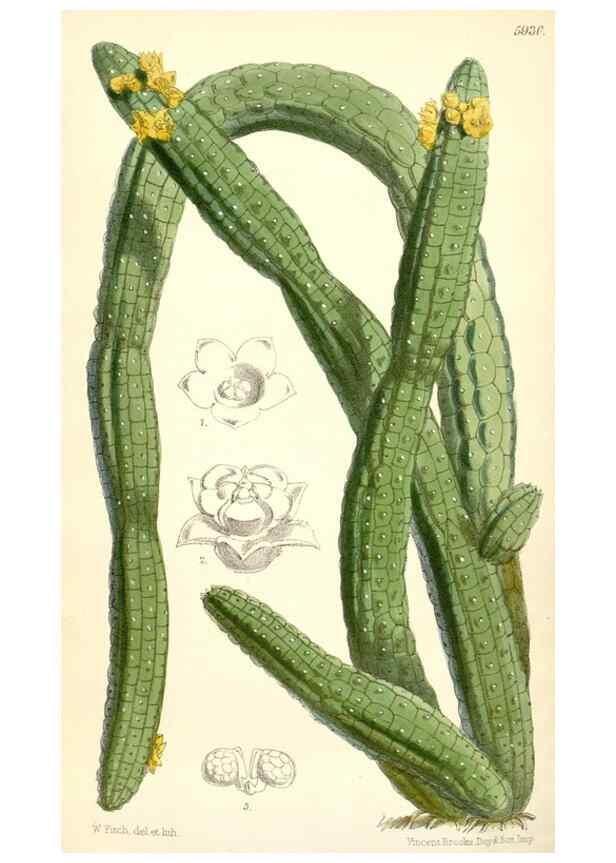 Reproducción/Reproduction 8393056870: Curtis's botanical magazine.. London ;New York [etc.] :Academic Press [etc.]