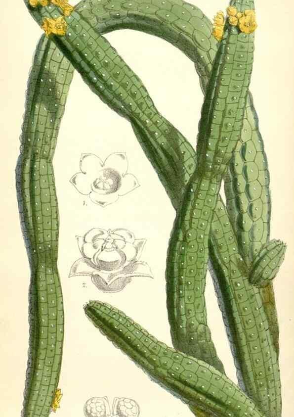 Reproducción/Reproduction 8393056870: Curtis's botanical magazine.. London ;New York [etc.] :Academic Press [etc.]