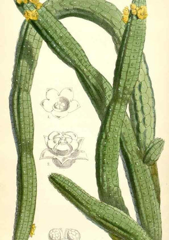 Reproducción/Reproduction 8393056870: Curtis's botanical magazine.. London ;New York [etc.] :Academic Press [etc.]