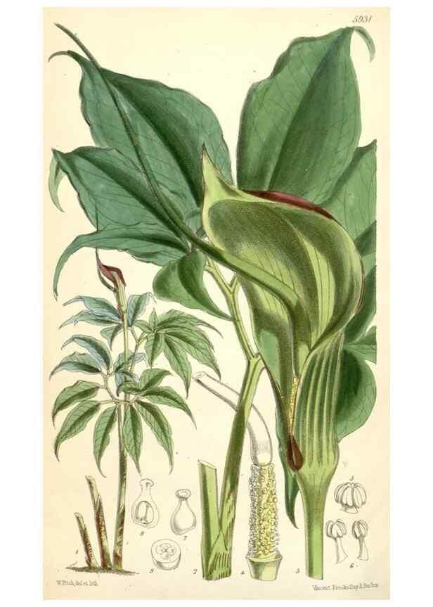 Reproducción/Reproduction 8393057512: Curtis's botanical magazine.. London ;New York [etc.] :Academic Press [etc.]