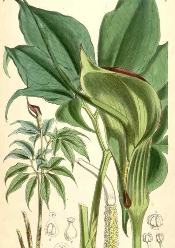 Reproducción/Reproduction 8393057512: Curtis's botanical magazine.. London ;New York [etc.] :Academic Press [etc.]