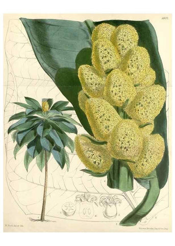 Reproducción/Reproduction 8393058014: Curtis's botanical magazine.. London ;New York [etc.] :Academic Press [etc.]