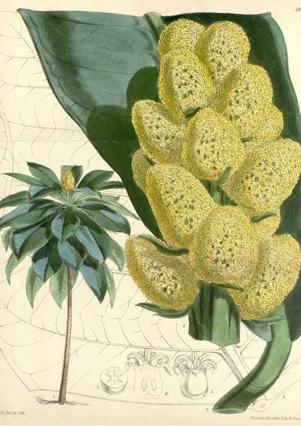 Reproducción/Reproduction 8393058014: Curtis's botanical magazine.. London ;New York [etc.] :Academic Press [etc.]