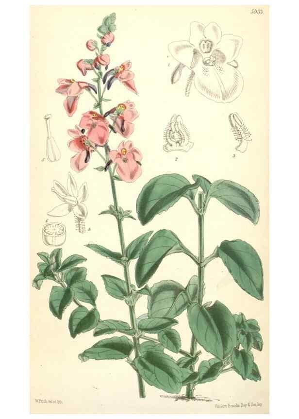 Reproducción/Reproduction 8391975131: Curtis's botanical magazine.. London ;New York [etc.] :Academic Press [etc.]