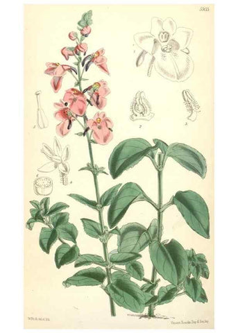 Reproducción/Reproduction 8391975131: Curtis's botanical magazine.. London ;New York [etc.] :Academic Press [etc.]