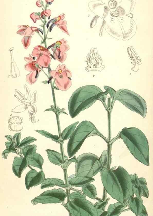 Reproducción/Reproduction 8391975131: Curtis's botanical magazine.. London ;New York [etc.] :Academic Press [etc.]