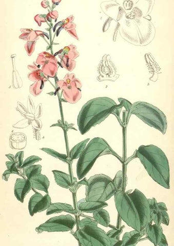 Reproducción/Reproduction 8391975131: Curtis's botanical magazine.. London ;New York [etc.] :Academic Press [etc.]
