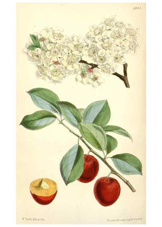 Reproducción/Reproduction 8393059450: Curtis's botanical magazine.. London ;New York [etc.] :Academic Press [etc.]