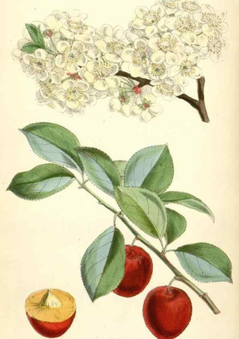 Reproducción/Reproduction 8393059450: Curtis's botanical magazine.. London ;New York [etc.] :Academic Press [etc.]