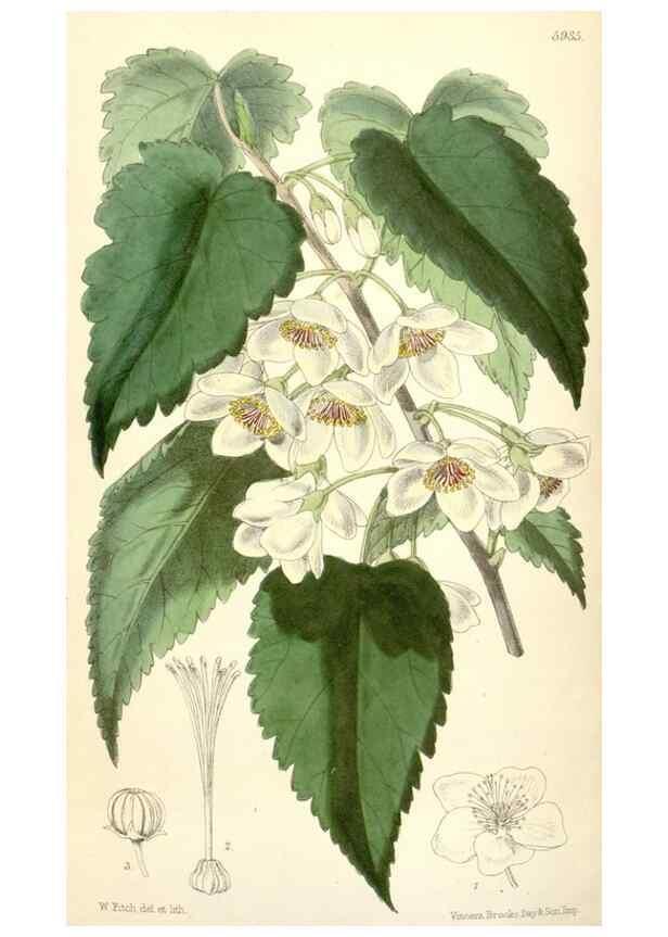 Reproducción/Reproduction 8393060136: Curtis's botanical magazine.. London ;New York [etc.] :Academic Press [etc.]