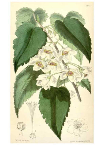 Reproducción/Reproduction 8393060136: Curtis's botanical magazine.. London ;New York [etc.] :Academic Press [etc.]