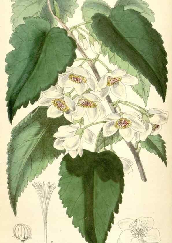 Reproducción/Reproduction 8393060136: Curtis's botanical magazine.. London ;New York [etc.] :Academic Press [etc.]
